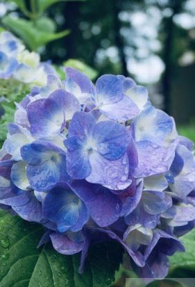 雨に濡れる青い紫陽花