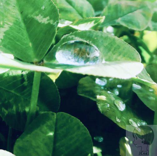 クローバーに水滴がのっている接写