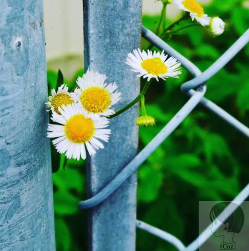 金網から顔をだすハルジオン