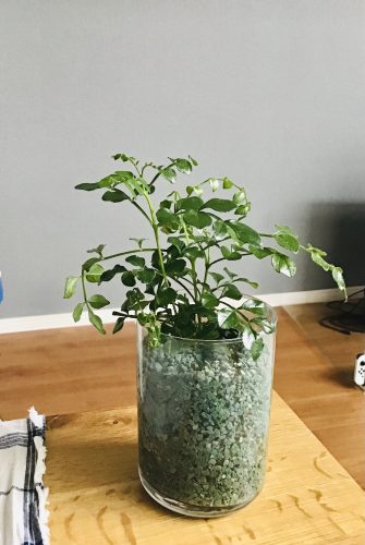 ダイソーのゼオライトを使用したハイドロカルチャー