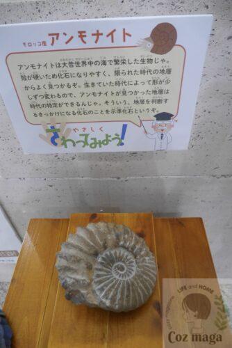 鉱物展示館（本館）にある触れるアンモナイトの化石とキャプション