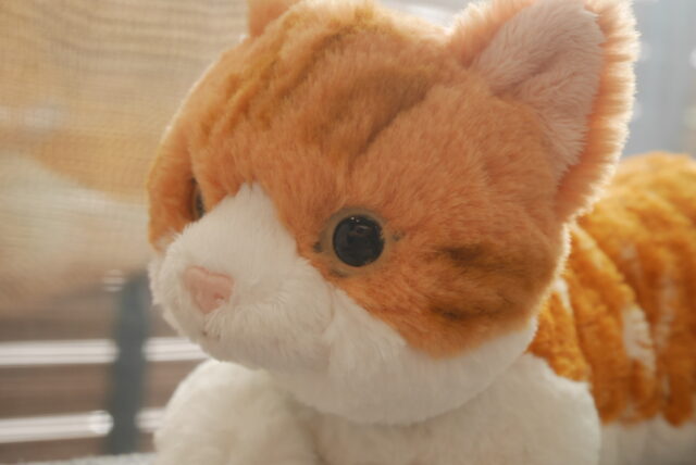 ひざねこの横顔