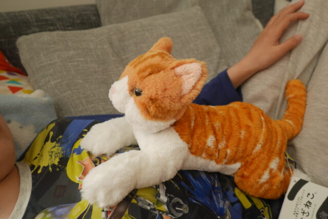 ひざねこのぬいぐるみを抱っこしている小学生の子供