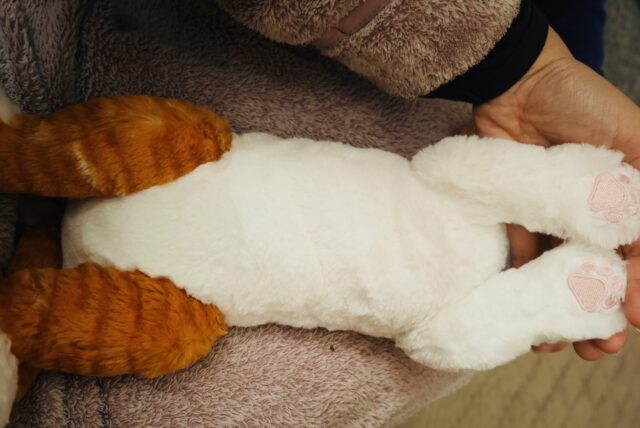 ひざねこのお腹